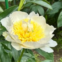 芍薬苑