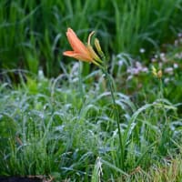 エノコログサとカンゾウの花
