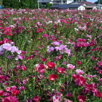 下仁田あじさい園・小野池あじさい公園等
