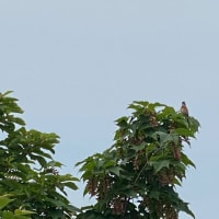 ヘロヘロの医王山