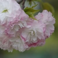 ショウゲツ　〈松月の八重咲の桜〉　