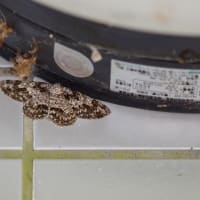 セブトエダシャク