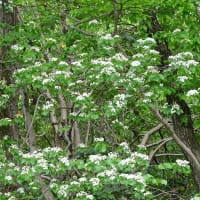 竜美ヶ丘公園の樹に咲く白い花 (1)