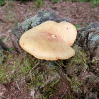 マツオウジは初夏のキノコです