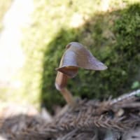 知らなかった国見山は・・・・・。