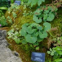 井頭公園の花ちょう遊館３