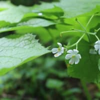 たきがしら湿原へ、春の花見に