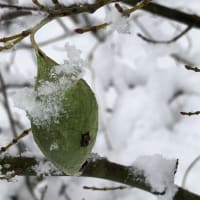 真白な雪❗️雪❗️雪❗️