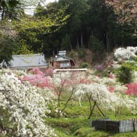	桃源郷ーシダレ桃の里（2）