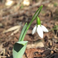 我が家の福寿草とスノードロップ開花