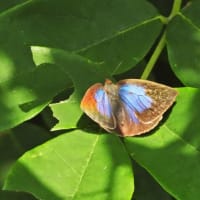 ムラサキシジミ　紫色の翅が美しい