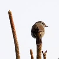 05/10鳥記録写真：はまゆう公園の鳥たち（ウグイス、ホオジロ、カワラヒワ、ウミウ、）