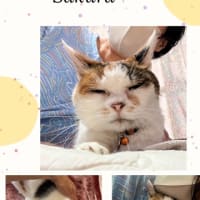 夏至