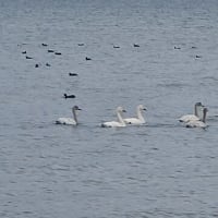 琵琶湖に、白鳥が！