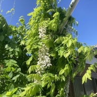 白い藤の花