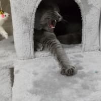 猫タワーとごろ