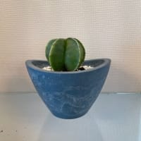 ブラキキトン新芽5日目