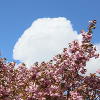 函館道中の八重桜2