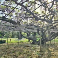 Walkingを兼ねて公園墓地の藤を見に
