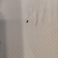 ちょっと、茶筅？食われてた(;ﾟдﾟ)