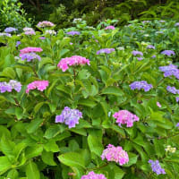 多気町「丹生大師の里の紫陽花」見てきました～(^^) 2025