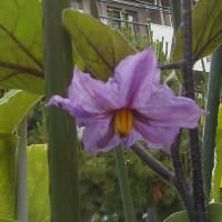 Aさんの花壇のユリが咲き揃いました