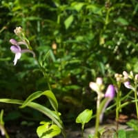植栽の花　ホタルブクロ　ススキの株の中に咲きました