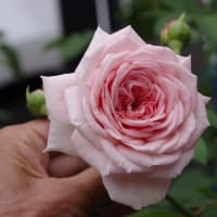 梅雨は明けていない