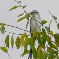  サンショウクイ　和泉葛城山　8/15日撮影