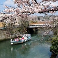 大岡川プロムナードの桜