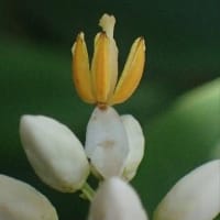 南天の花