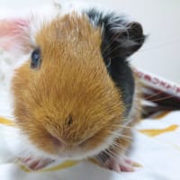 改めまして、めろんです。