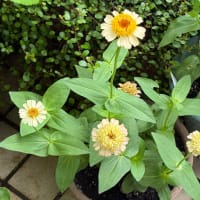 新しい毎日の顔　　〜花の中の花〜