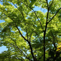 林へ行こう
