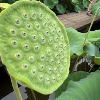 ブルーベリー狩り