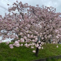 課題の作成！　/　八重桜