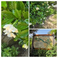 夙川沿いの紫陽花