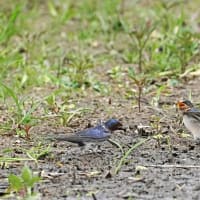 仲良く巣材集め～ツバメ　イワツバメ