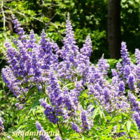 「八幡山の洋館」花壇では「チェストベリー」が紫色の花穂を！！