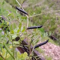 カラスノエンドウとカラスの羽根