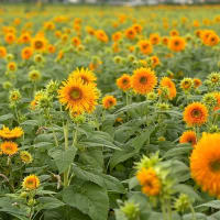 Tournesol