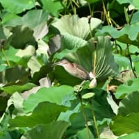 遠くに見えた、ヨシゴイ。