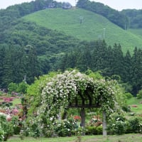 バラ園へ