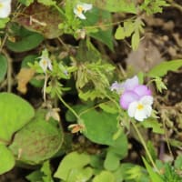 足下の花