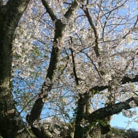 今年も満開