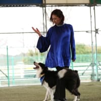 あたし　忘れられてる！2025.3.16 ドッグダンスコンペ