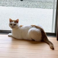 二毛物語