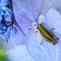 小さなバッタと紫陽花