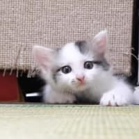 癒される猫ちゃんたちその⑦