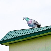 餌をくすねようと、隣家の屋根から我が猫額庭園の様子を窺うドバト